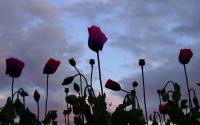 Thumbnail of some unique desktop wallpaper: 'Tulips at Dawn' - A classic flower shot with beautiful complimentary sky colour, and no lame fill-flash.